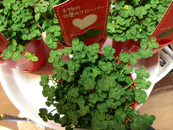 四葉のクローバー