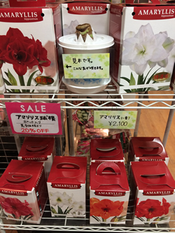 アマリリス球根