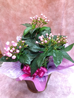 ルクリア におい桜