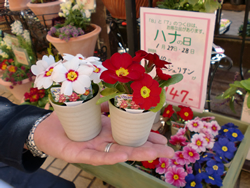ミニジュリアン