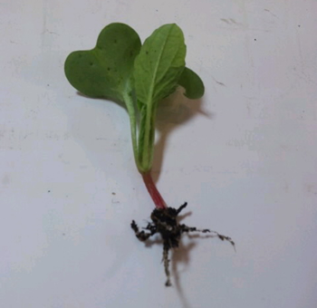 間引き菜